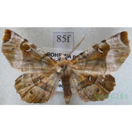 Selenia tetralunaria (Hufnagel, 1767) male Skrzytek dereniak Czech85f